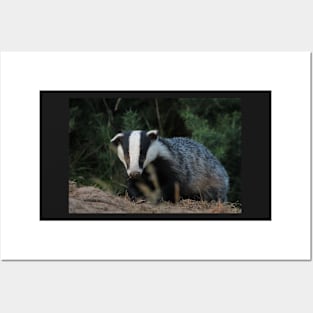 Badger Posters and Art